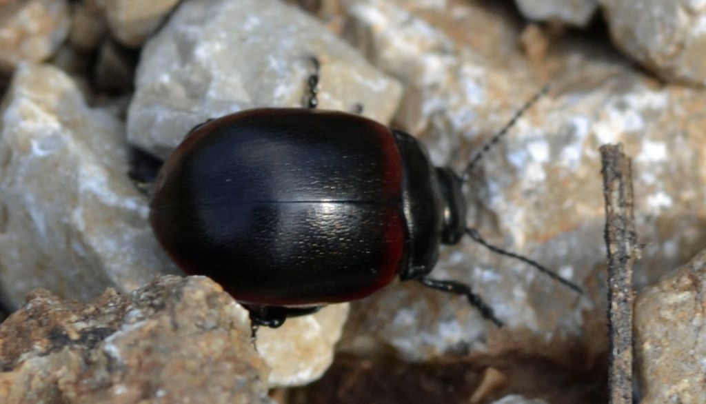 Chrysolina limbata